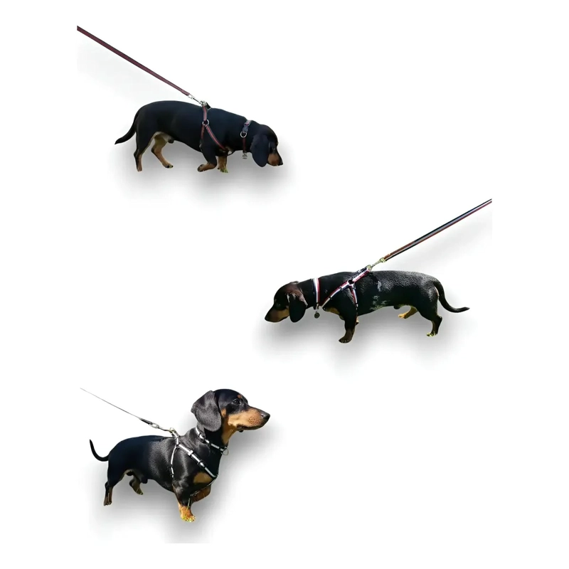 X3 CONJUNTO CORREA, ARNE S Y COLLAR PERROS PEQUEÑOS TALLA S - 1