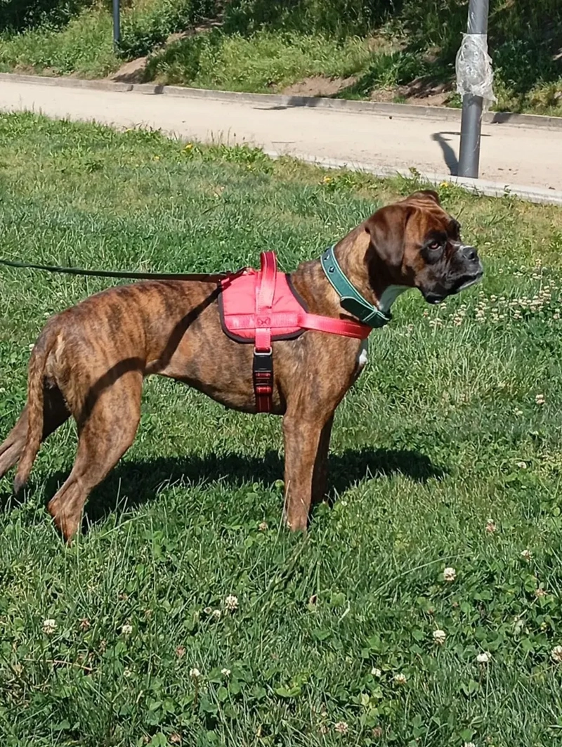ARNE S TALLA L, AJUSTABLE PARA PERROS MASCOTAS PASEO ROJO - 3