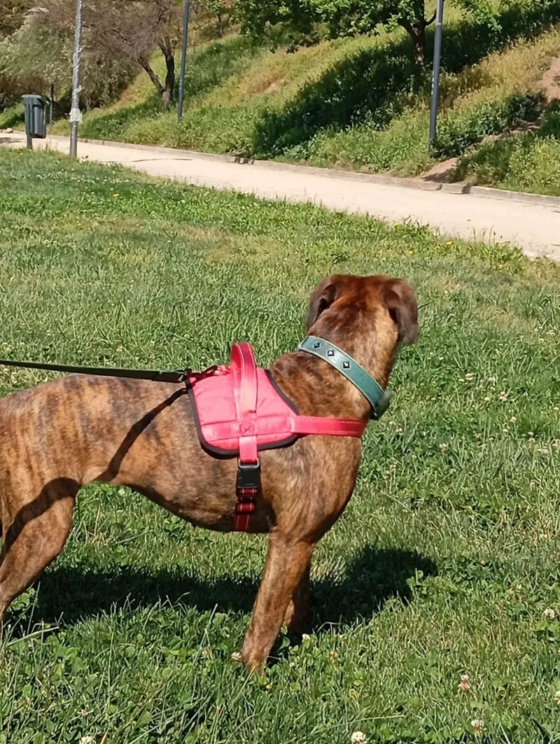 ARNE S TALLA L, AJUSTABLE PARA PERROS MASCOTAS PASEO ROJO - 5
