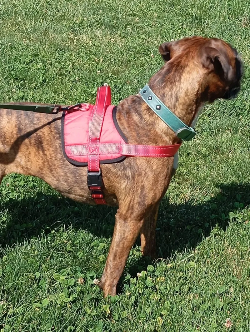 ARNE S TALLA L, AJUSTABLE PARA PERROS MASCOTAS PASEO ROJO - 6