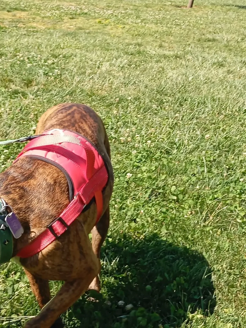 ARNE S TALLA L, AJUSTABLE PARA PERROS MASCOTAS PASEO ROJO - 7