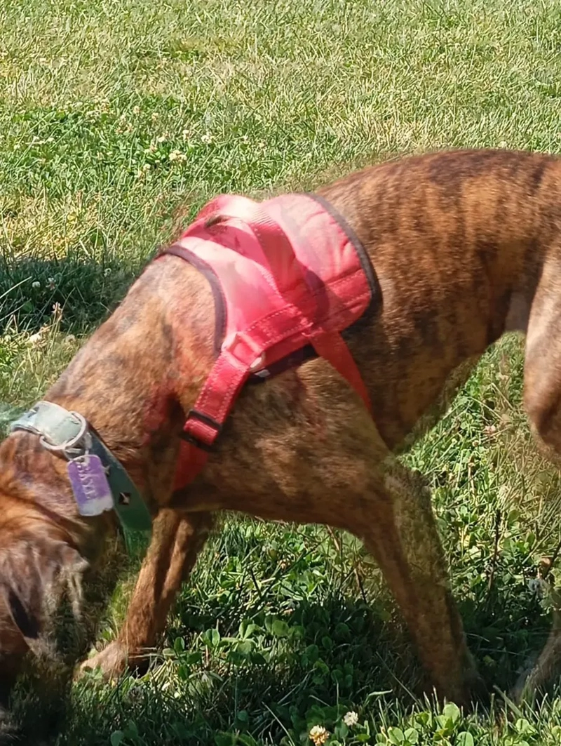ARNE S TALLA L, AJUSTABLE PARA PERROS MASCOTAS PASEO ROJO - 8