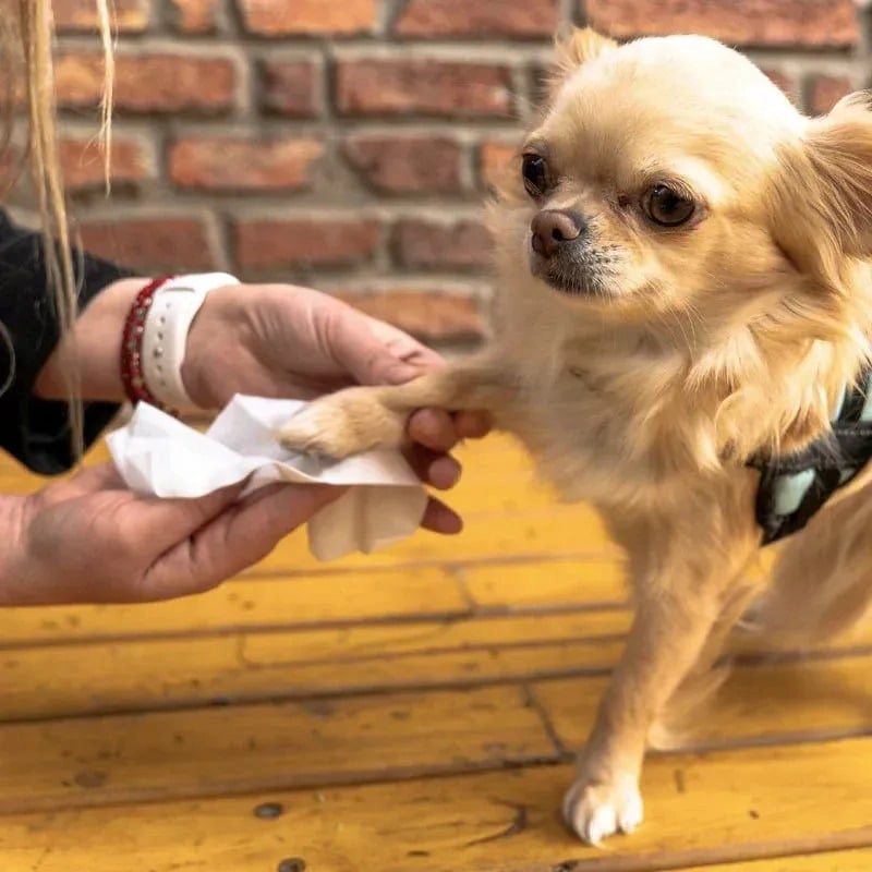 TOALLAS HUMEDAS X3 PARA CUIDAR A MASCOTAS PERROS GATOS 240 U - 3