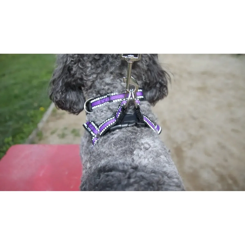 CORREA + COLLAR +ARNE S PARA MASCOTAS, PERROS TALLA S - 4