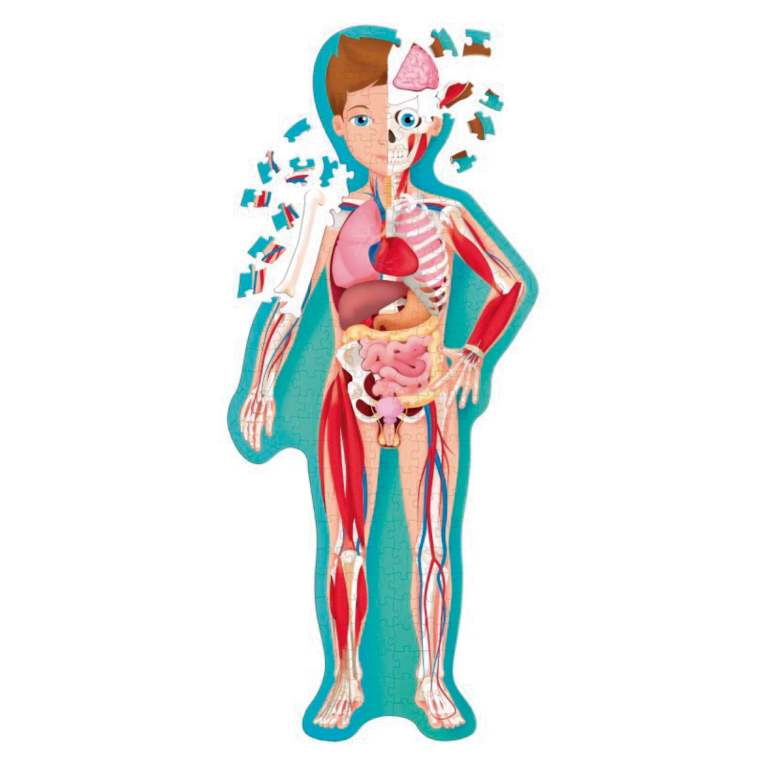 LIBRO Y PUZZLE CUERPO HUMANO - GAULE, M. - 2