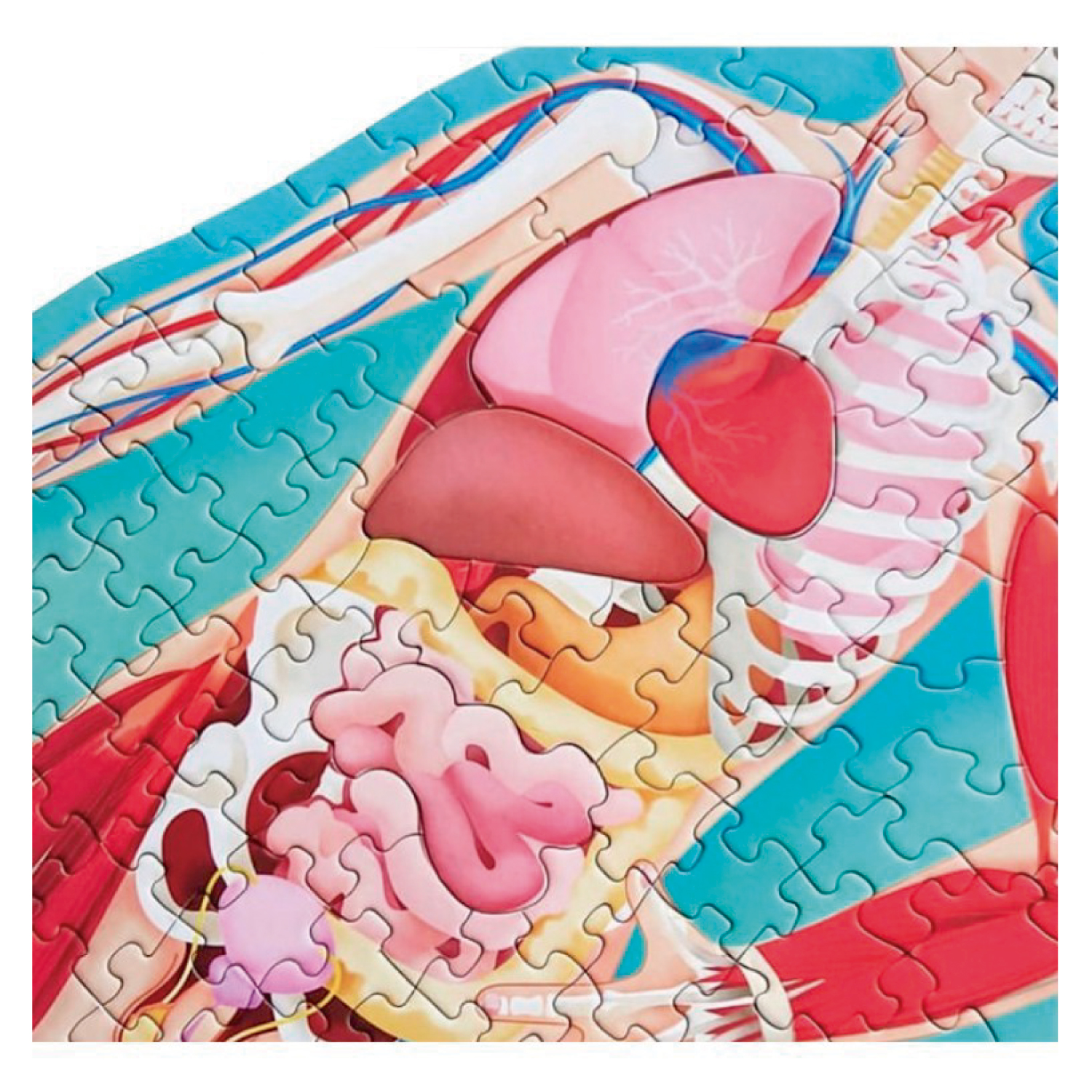 LIBRO Y PUZZLE CUERPO HUMANO - GAULE, M. - 4