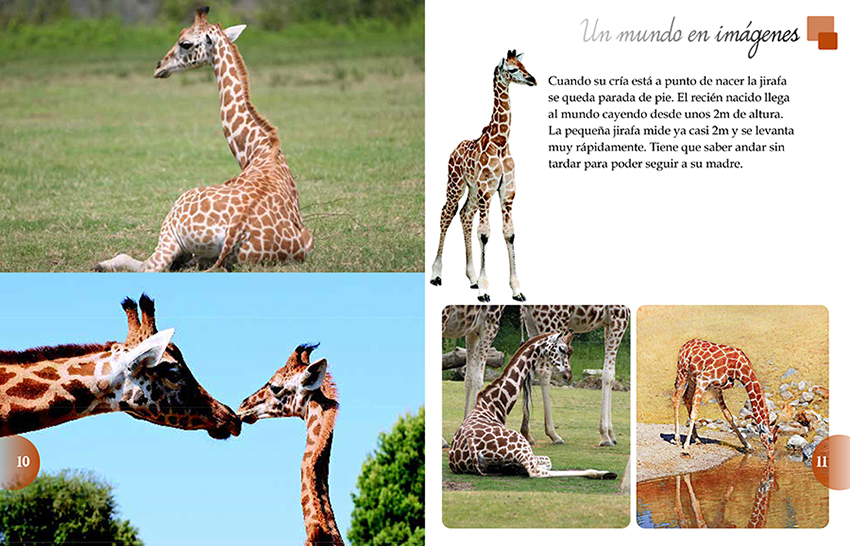 LIBRO LOS ANIMALES DEL MUNDO - EQUIPO EDITORIAL - 2