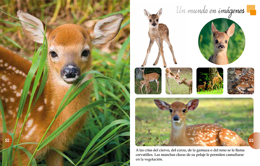 LIBRO LOS ANIMALES DEL MUNDO - EQUIPO EDITORIAL - 3