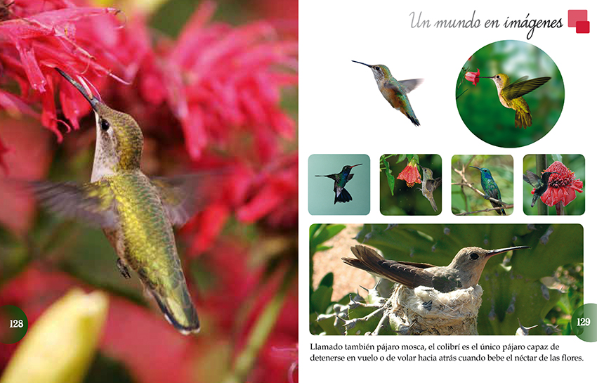 LIBRO LOS ANIMALES DEL MUNDO - EQUIPO EDITORIAL - 4
