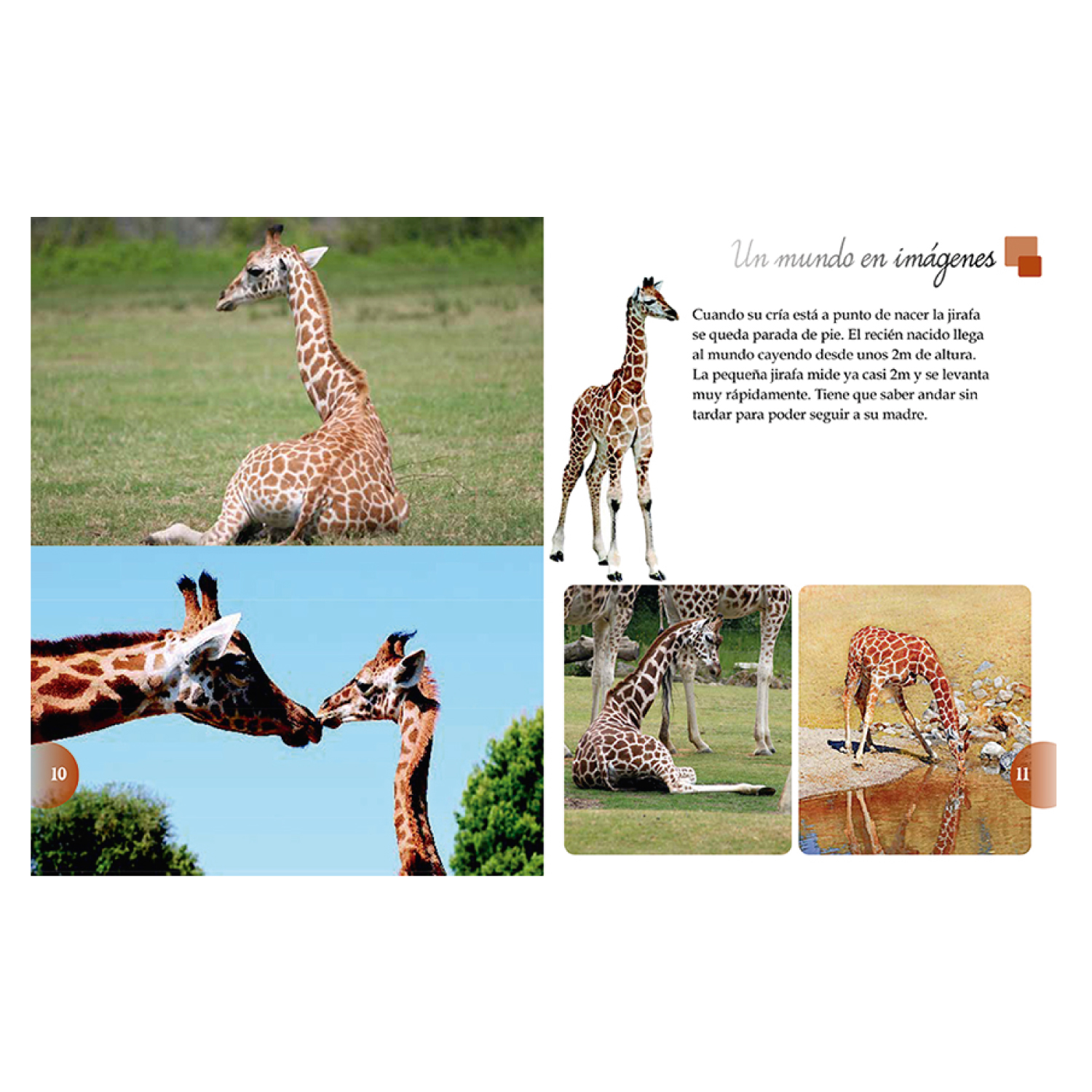 LIBRO LOS ANIMALES DEL MUNDO - EQUIPO EDITORIAL - 6