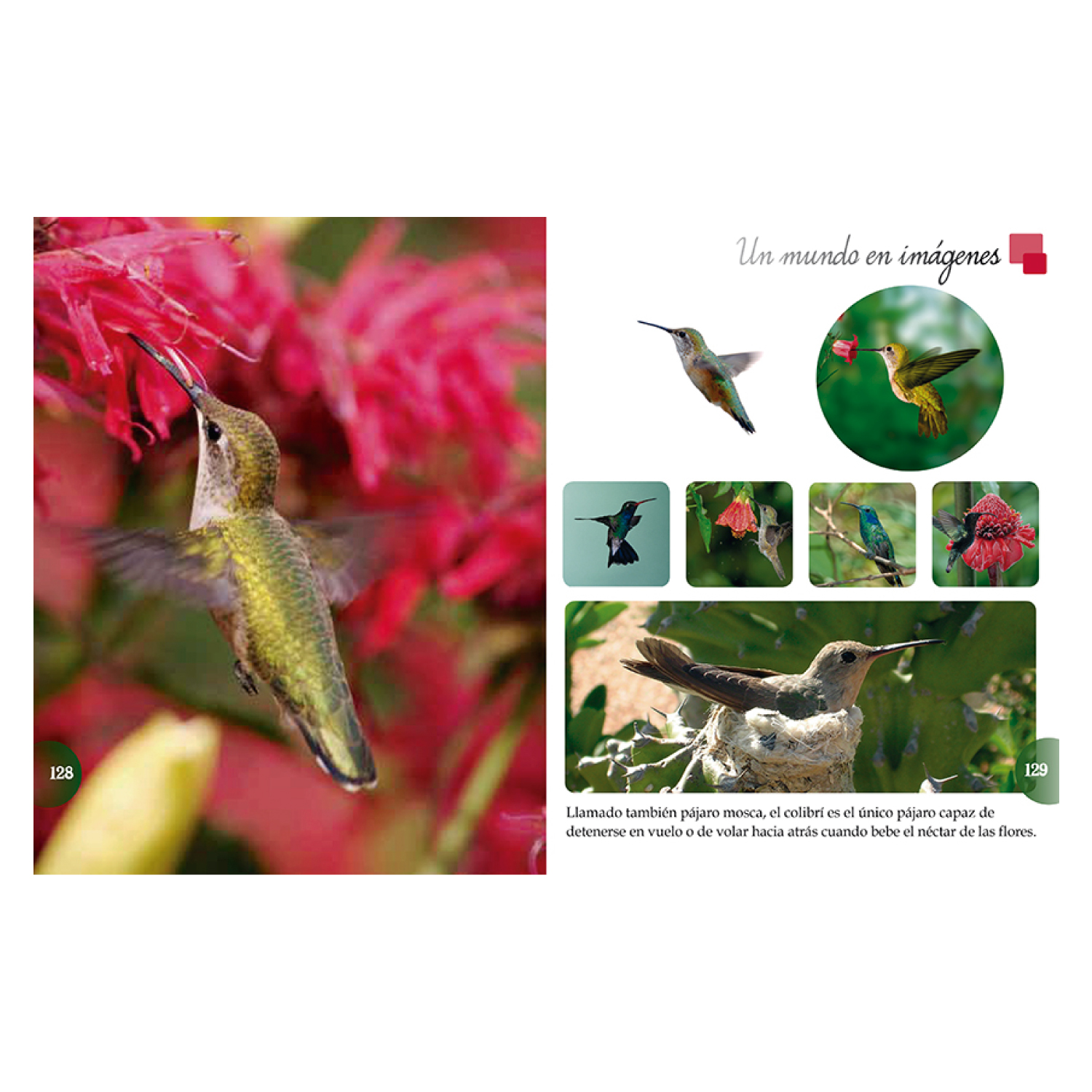 LIBRO LOS ANIMALES DEL MUNDO - EQUIPO EDITORIAL - 8