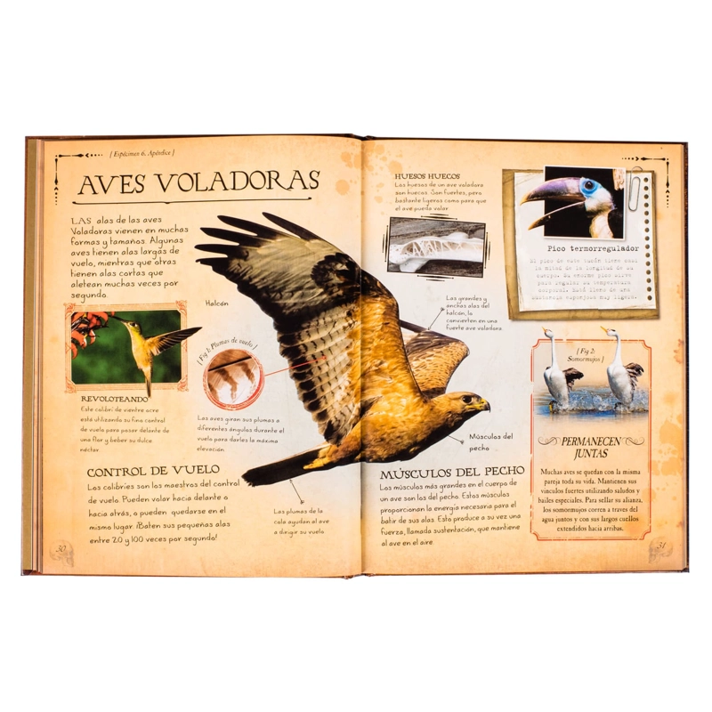 COLECCION DE HUESOS ANIMALES - 2