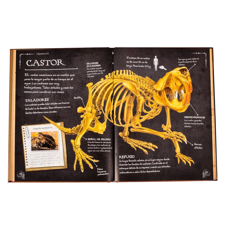 COLECCION DE HUESOS ANIMALES - 3