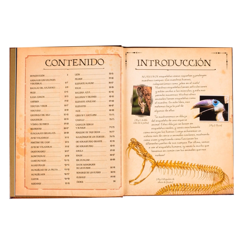 COLECCION DE HUESOS ANIMALES - 4