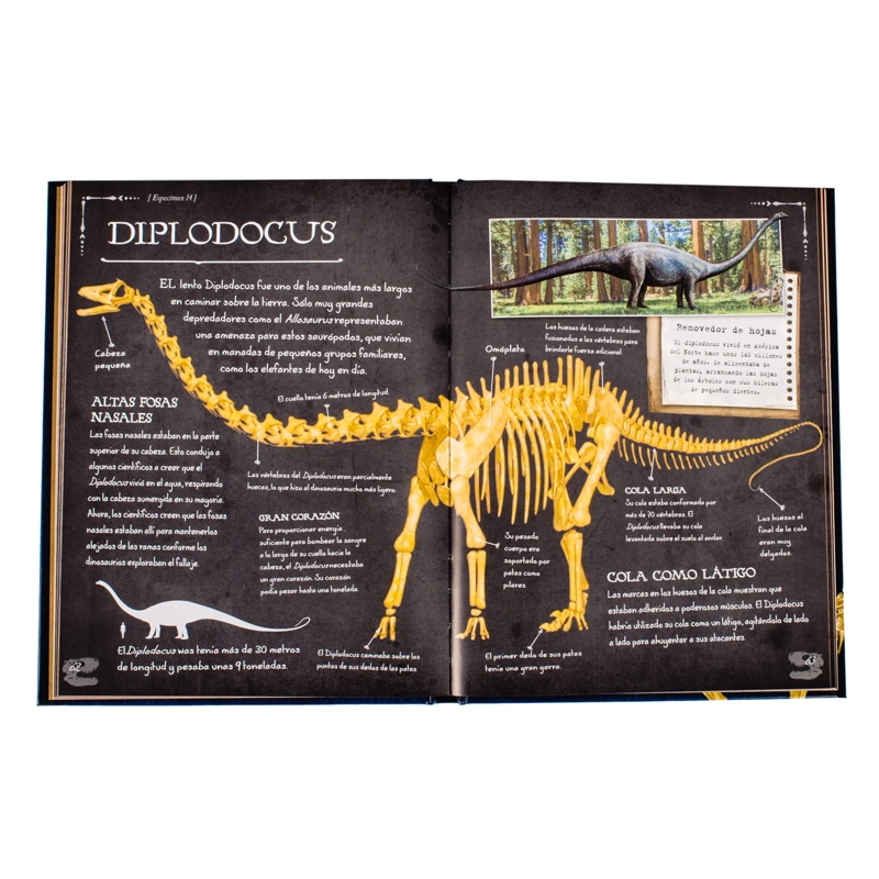 COLECCION DE HUESOS DINOSAURIOS - 3