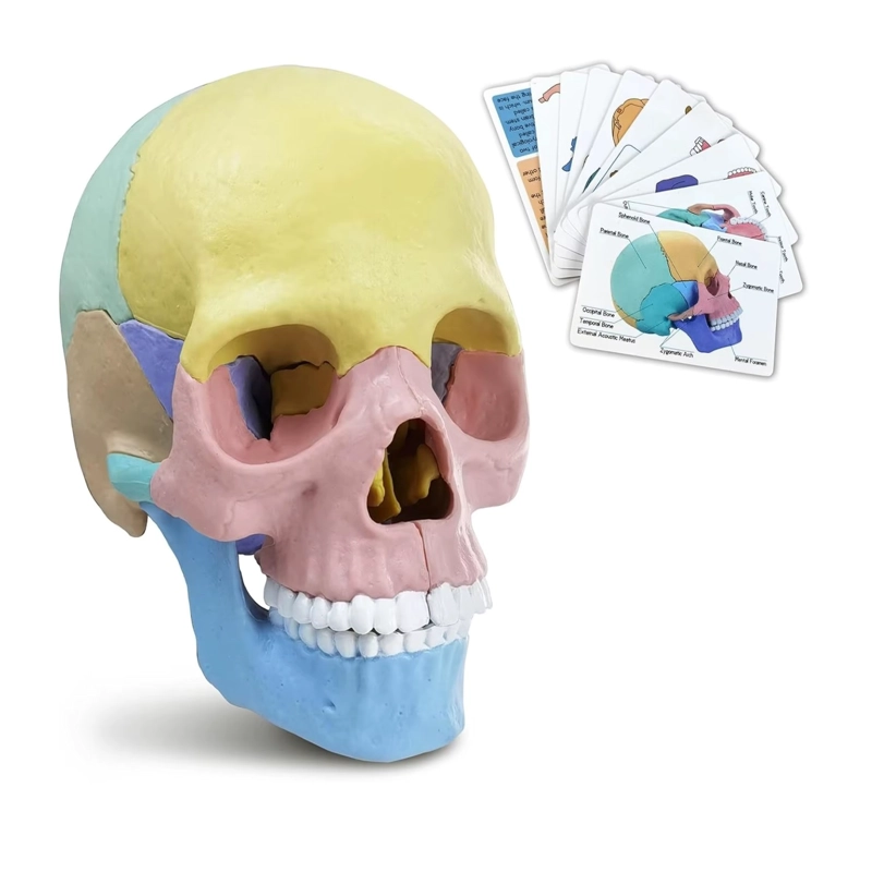 ROMPECABEZAS 3D MODELO ANATOMICO DEL CRANEO HUMANO 55633 - 2