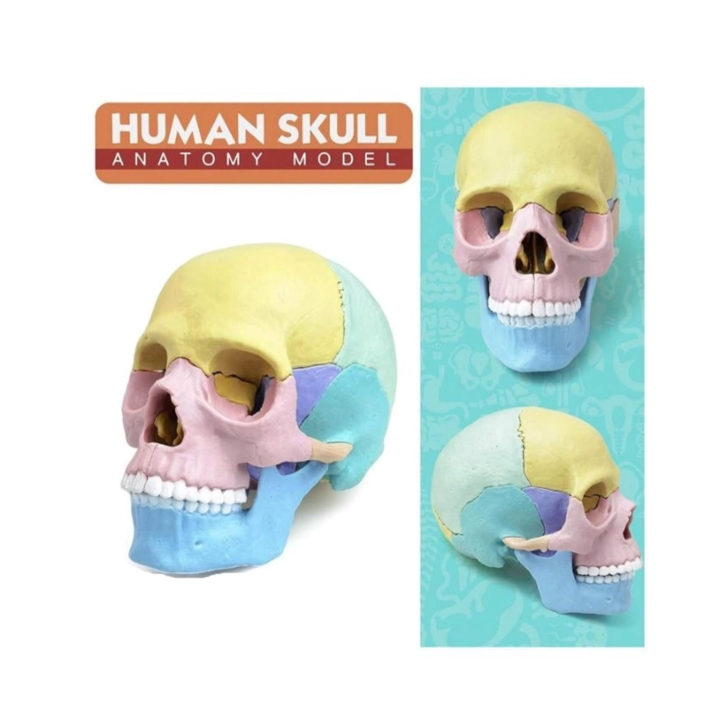 ROMPECABEZAS 3D MODELO ANATOMICO DEL CRANEO HUMANO 55633 - 3