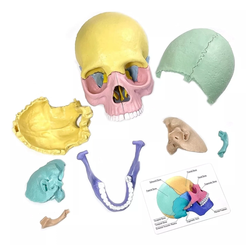 ROMPECABEZAS 3D MODELO ANATOMICO DEL CRANEO HUMANO 55633 - 5