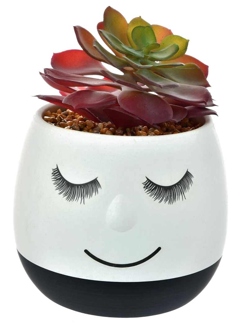 SUCULENTA DECORATIVA FLAVIA BLACK - 1