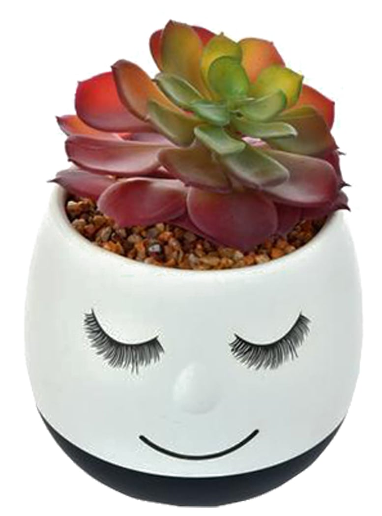 SUCULENTA DECORATIVA FLAVIA BLACK - 2