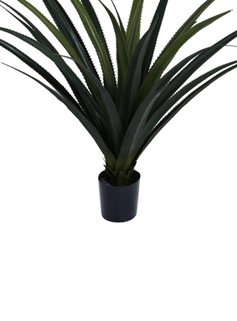 PLANTA DECORATIVA ÁGAVE PANADUS 80 CMS. - 2