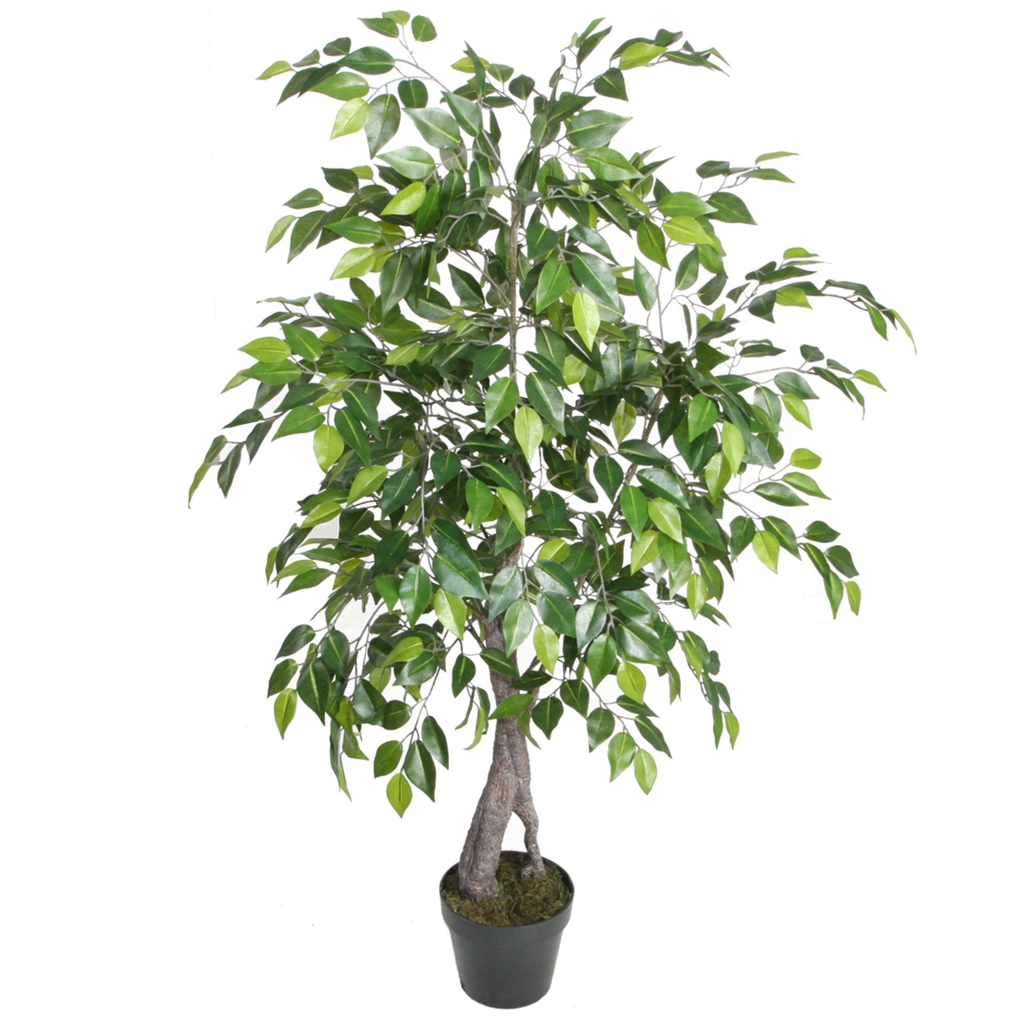 FICUS BENJAMINA DE 120 CM CON DOBLE TRONCO - 2