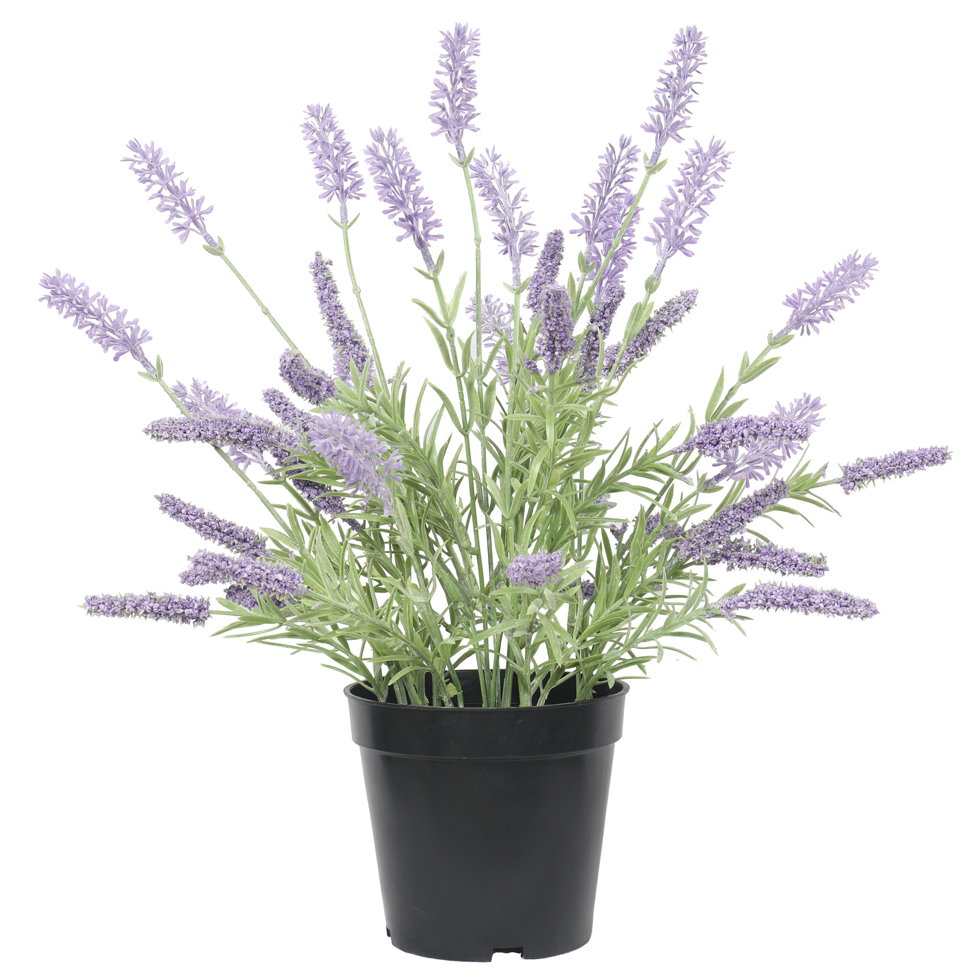 LAVANDA LILA DE 35 CM EN MACETERO - 2