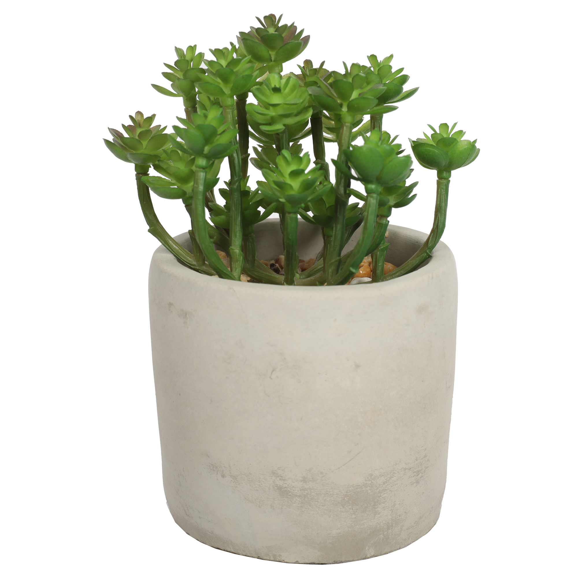 SUCULENTAS 15 CM, CON MACETERO - 2