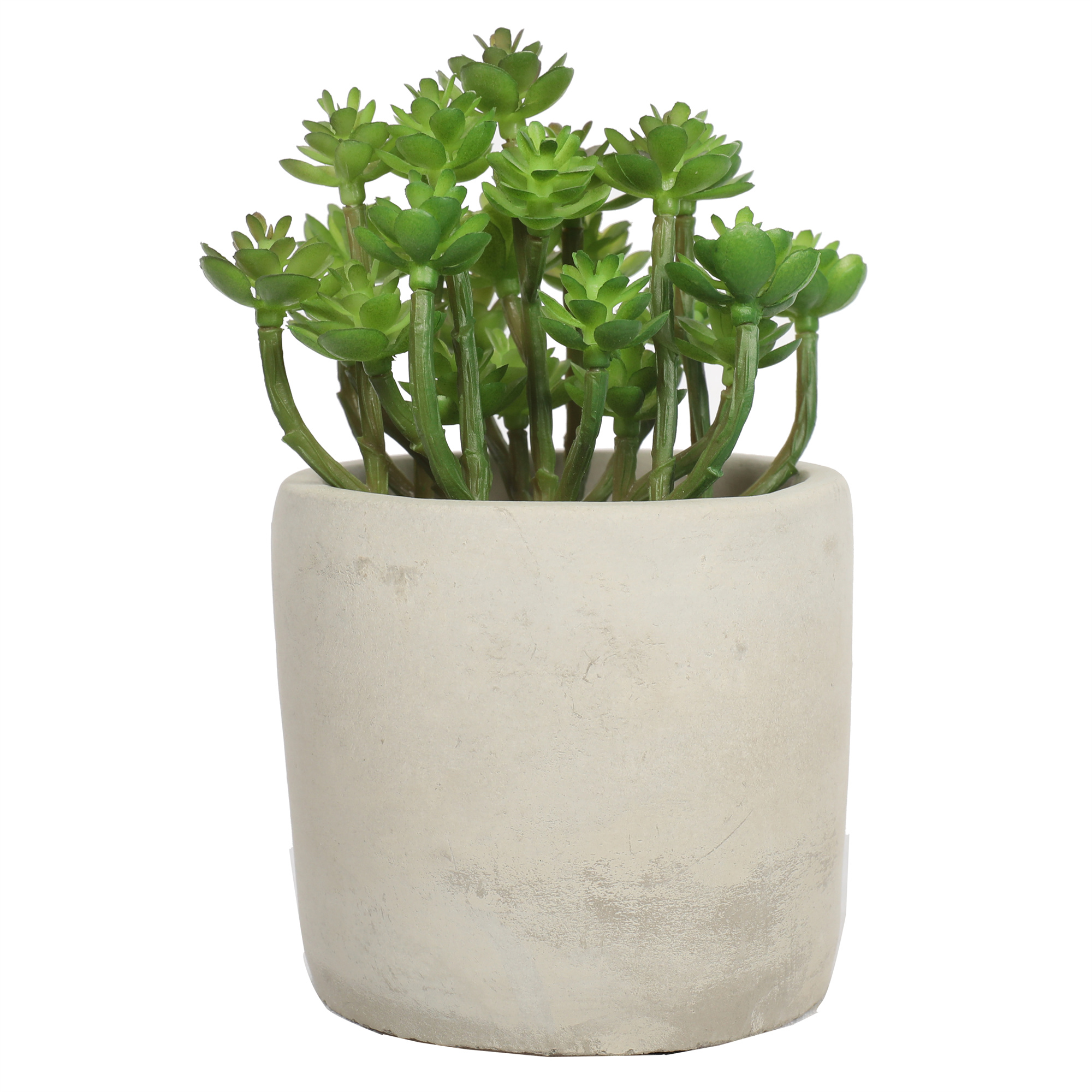SUCULENTAS 15 CM, CON MACETERO - 3