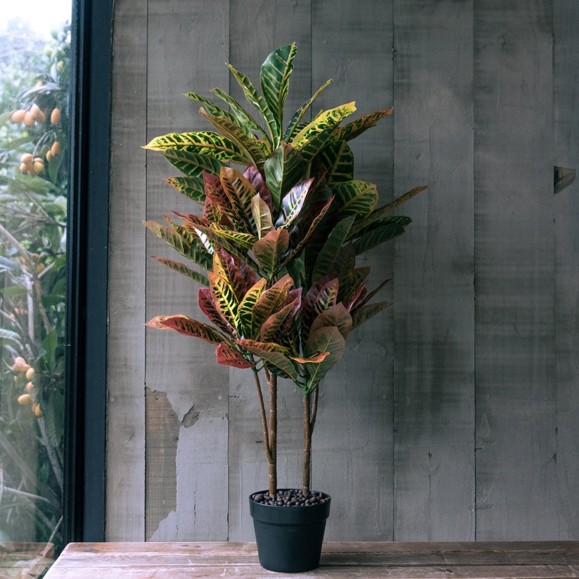 CROTÓN DE 90 CM - 1