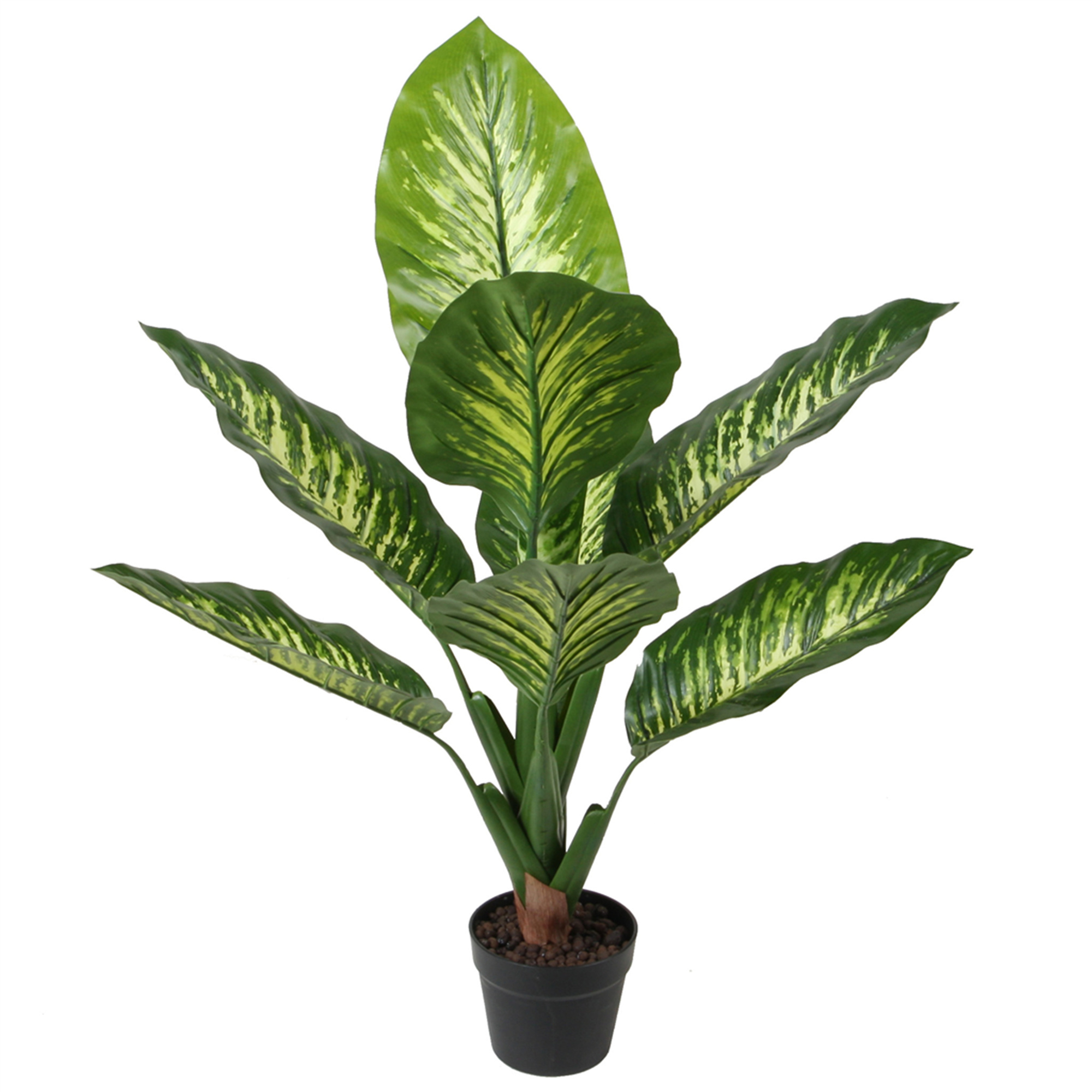 DIFENBAQUIA DE 90 CM - 2