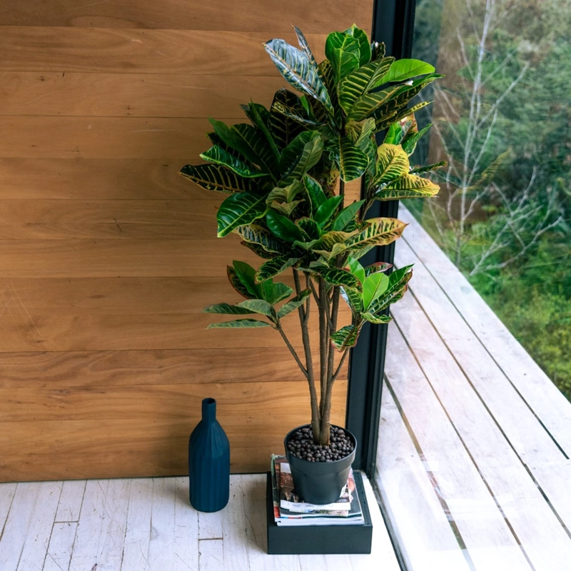 CROTON DE 115 CM