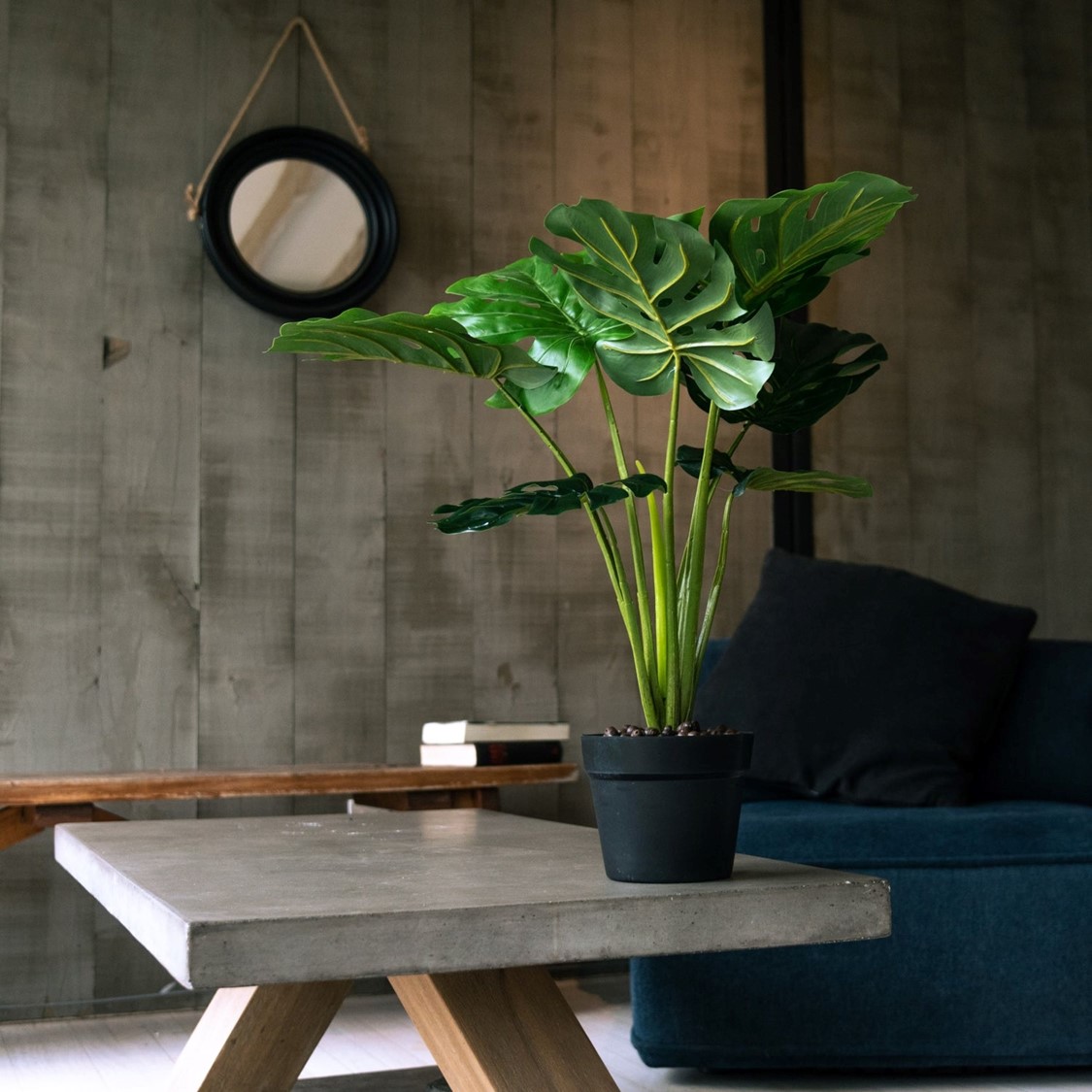MONSTERA DE 60 CM - 1