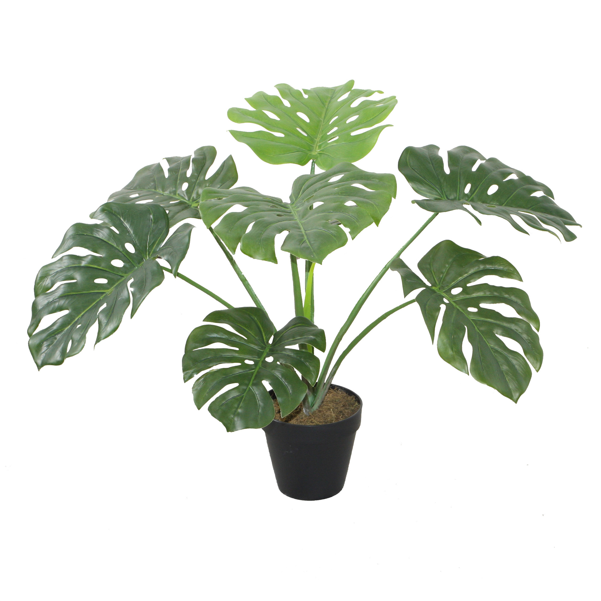 MONSTERA DE 60 CM - 2