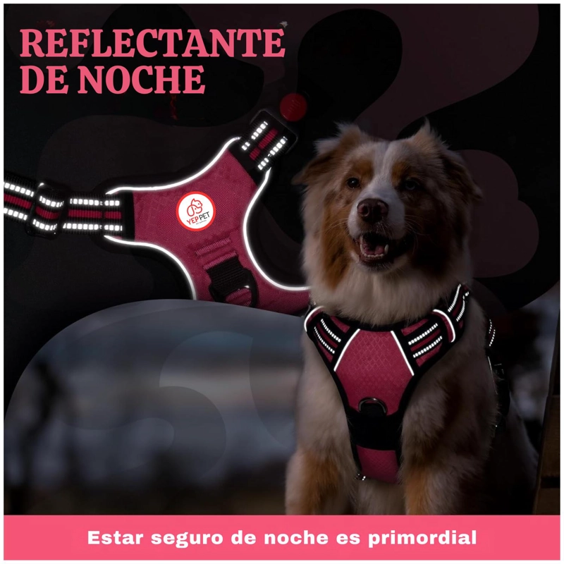SET ARNES CORREA COLLAR PORTA GPS + REGALO - 7