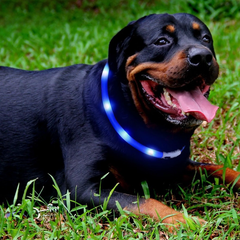 COLLAR PERROS LUMINOSO LUZ LED CARGA USB AZUL 70 CM - 2
