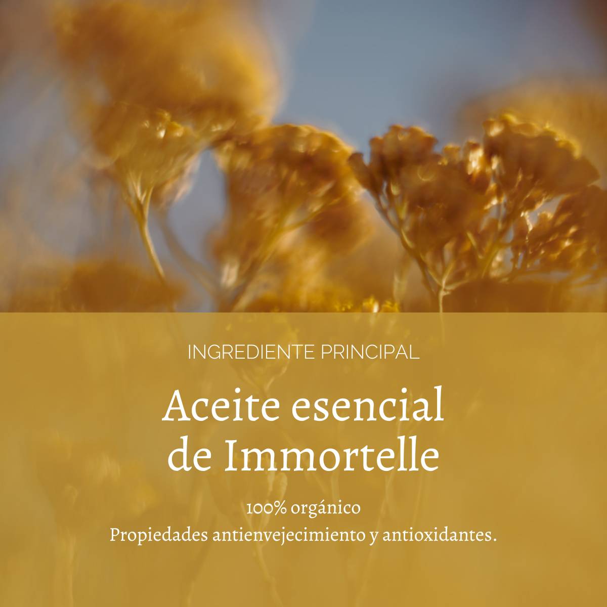 CREMA FACIAL ANTIEDAD DIVINA IMMORTELLE 50ML L'OCCITANE - 4