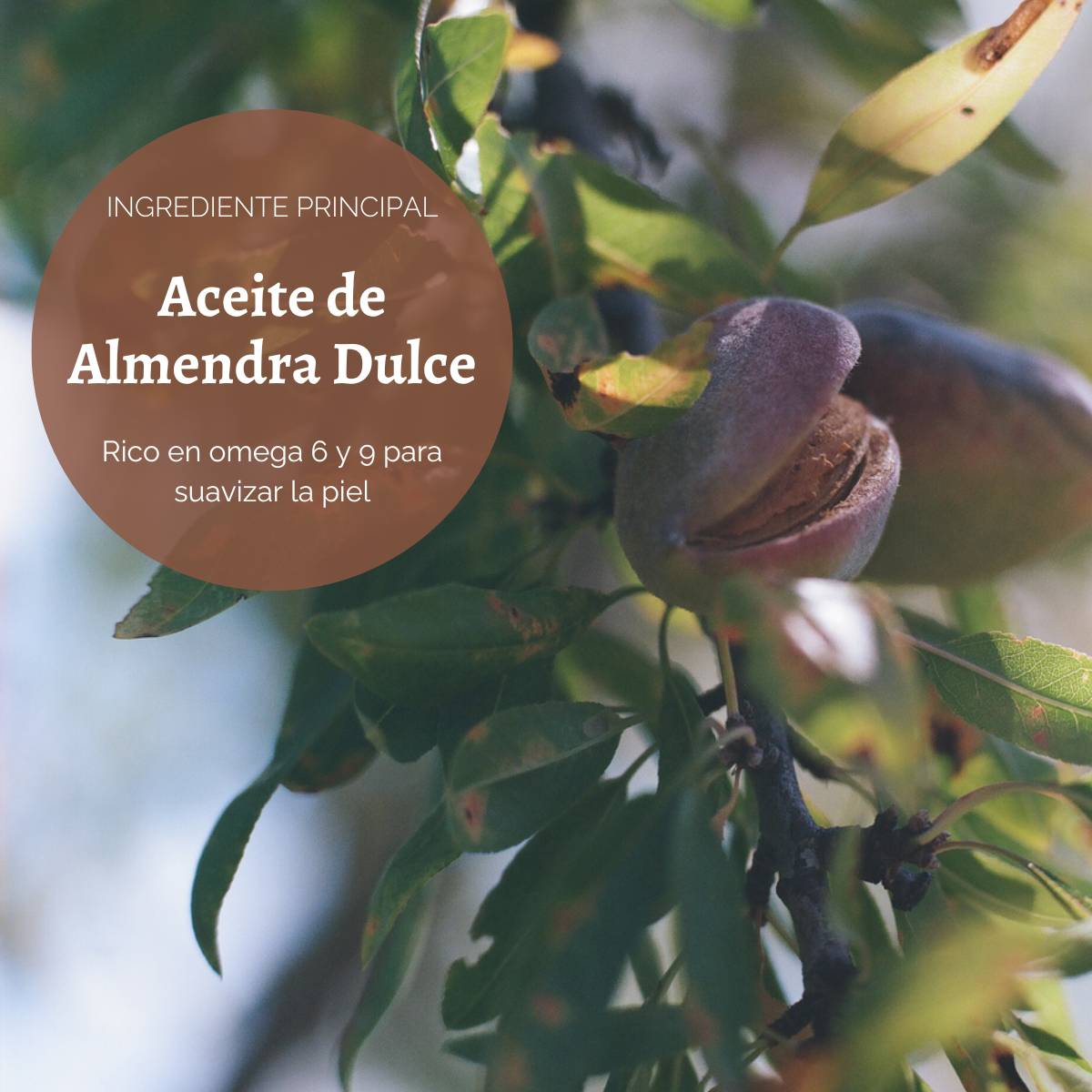 ACEITE ELASTICIDAD DE CUERPO ALMENDRA 100ML L'OCCITANE - 3