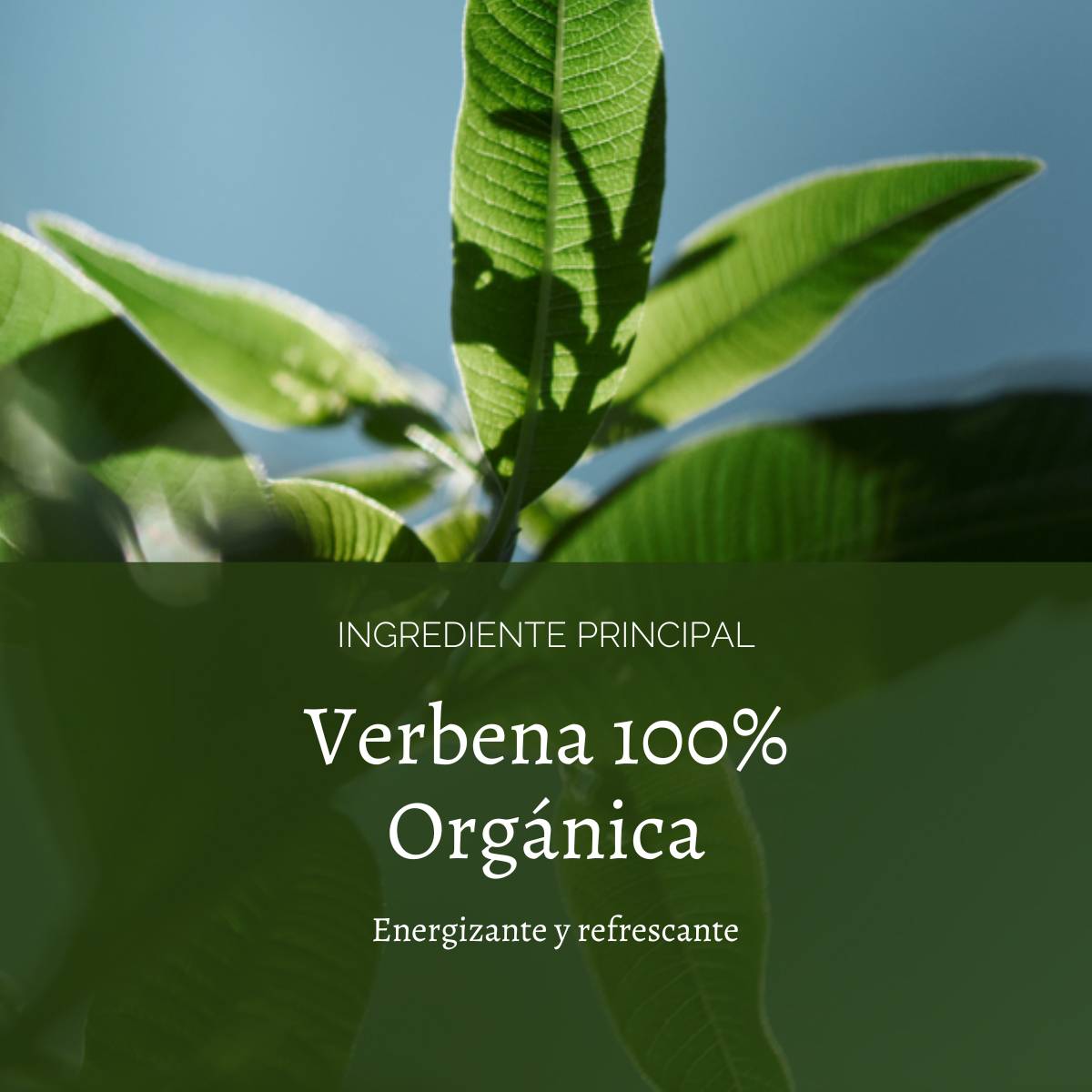 LECHE DE CUERPO VERBENA 250 ML, L'OCCITANE - 4