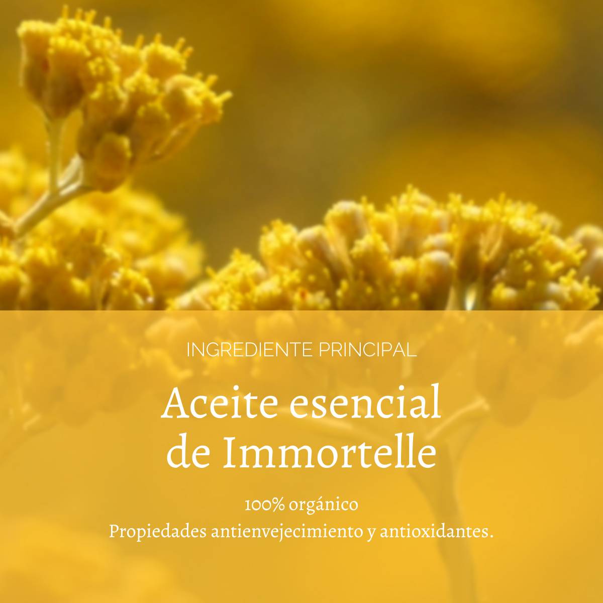 CREMA FACIAL PREVENTIVA ANTI EDAD PREC IMMOR L'OCCITANE - 3