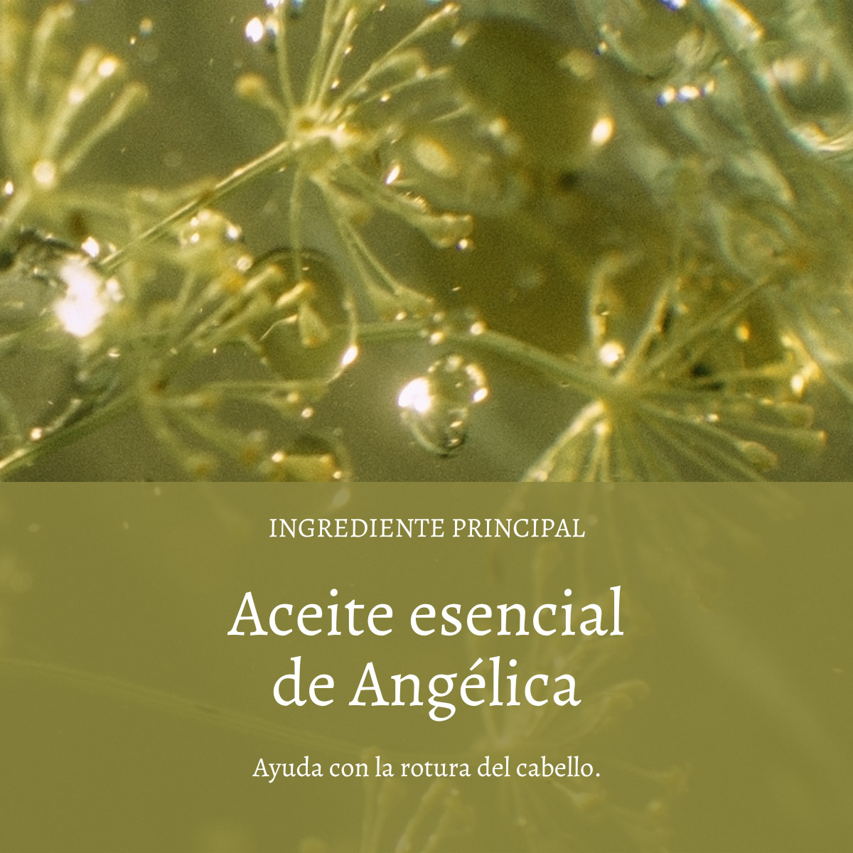 ACEITE CAPILAR REPARADOR AROMACOLOGÍA 100 ML L'OCCITANE - 3