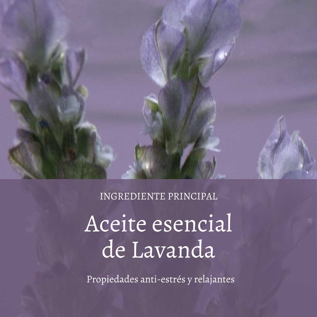 ESPUMA DE BAÑO LAVANDA 500 ML L'OCCITANE - 3