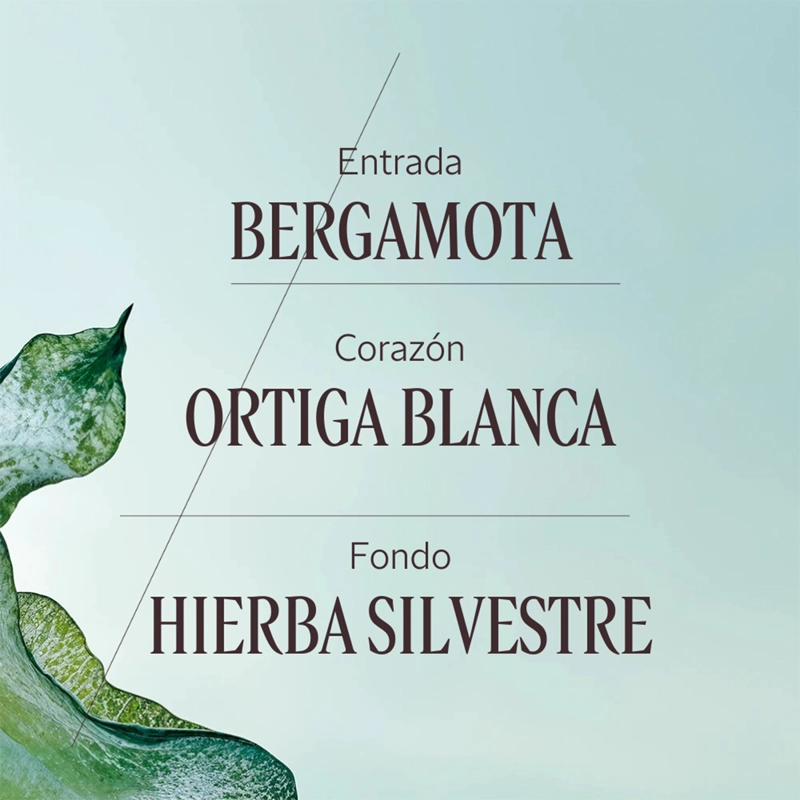 PERFUME MUJER ORTIE BLANCHE EDP 50 ML L'OCCITANE - 4