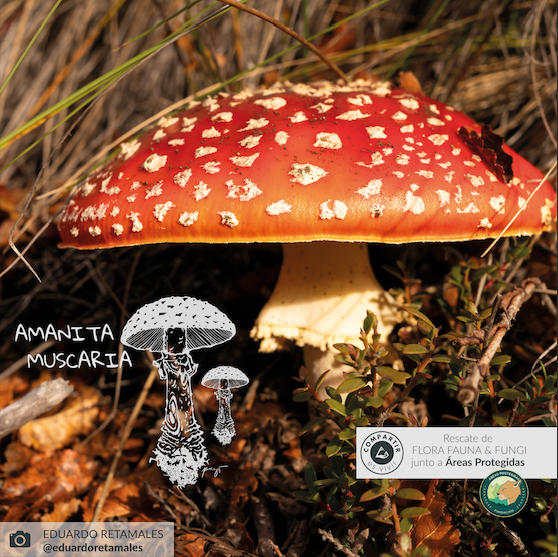 BOTELLA TERMICA  690 ML NEGRA AMANITA MUSCARIA ATAKAMA OUTDOOR - 4