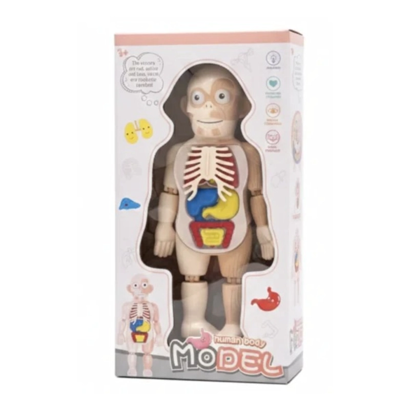 CUERPO HUMANO DESMONTABLE CON PINZA - 1