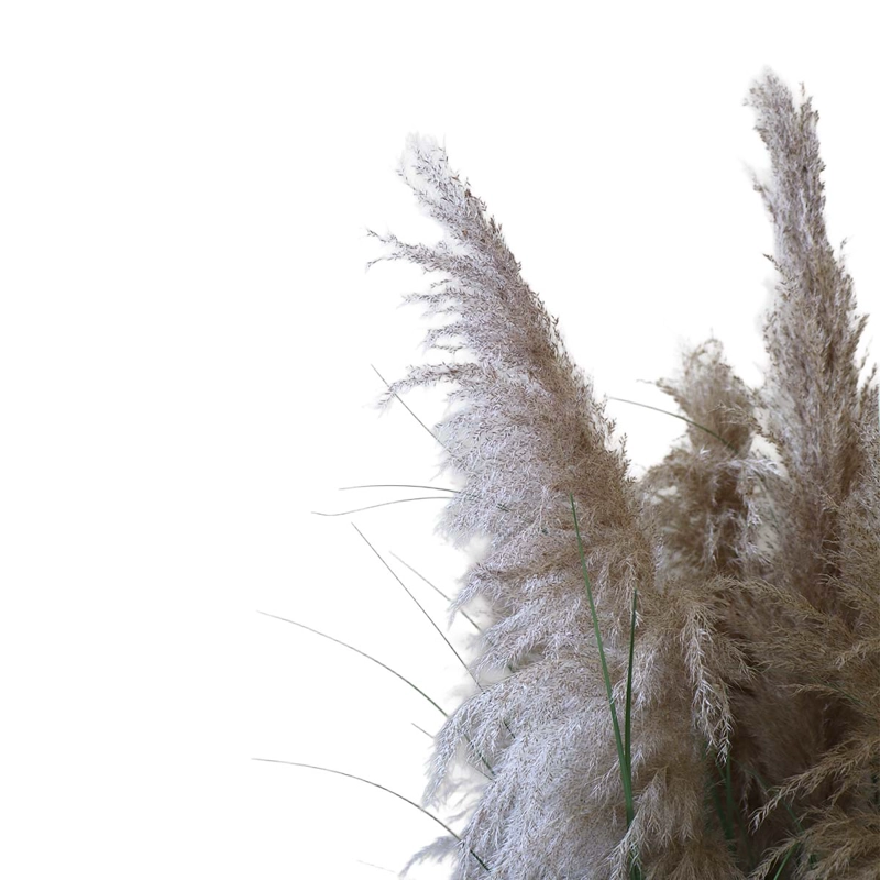 GRASS DRIED COLA DE ZORRO CON MACETERO 170 CM DE ALTURA - 4