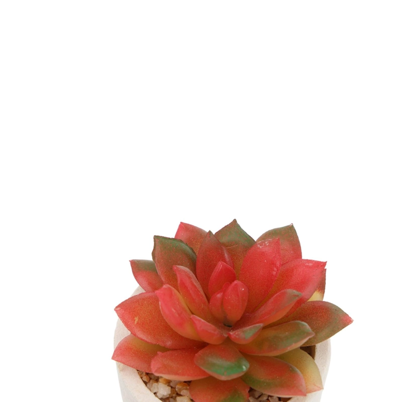 CACTUS SUCULENTA ARTIFICIAL - 2