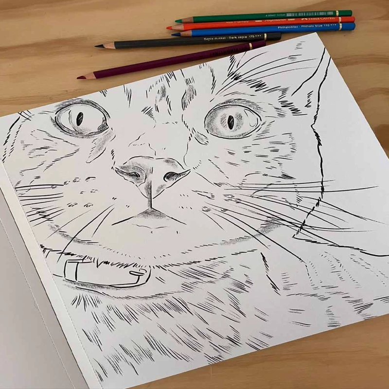 LIBRO PARA COLOREAR GATOS POR CATA FUENZALIDA - 2
