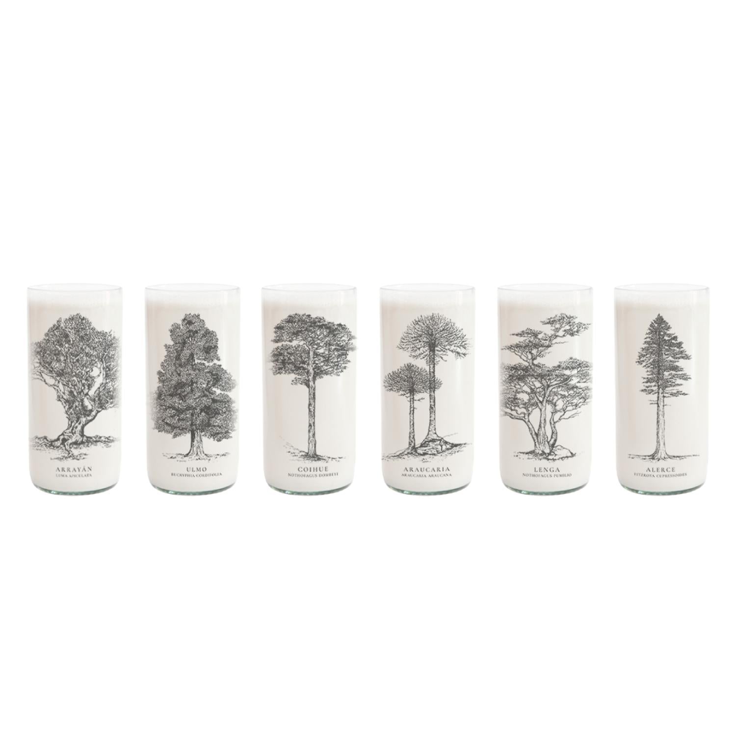 ARBOLES DE CHILE - JUEGO DE 6 VASOS - 500 ML - 1