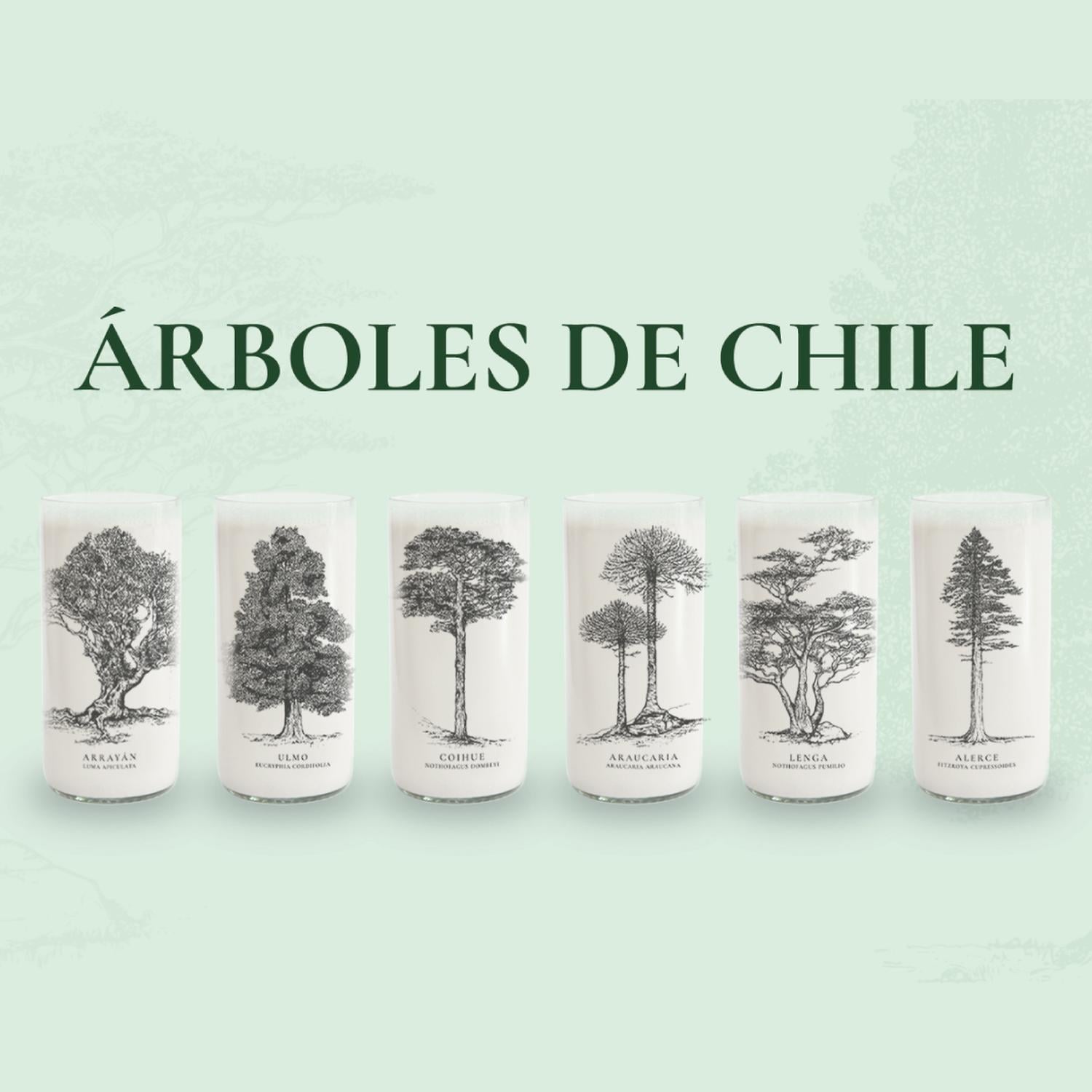 ARBOLES DE CHILE - JUEGO DE 6 VASOS - 500 ML - 2